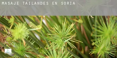 Masaje tailandés en Soria